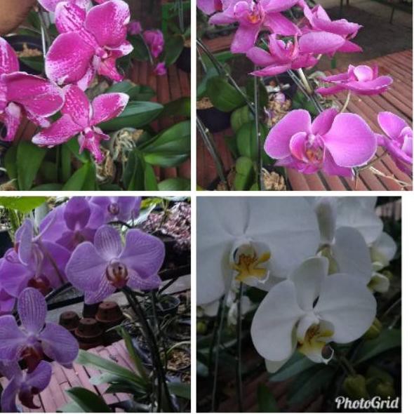 Jajanan THR.. Anggrek bulan Taiwan sisa rental