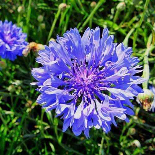 Benih Bibit Biji - Bunga Cornflower Blue Ball (Centaurea cyanus) Flower Seeds - IMPORT