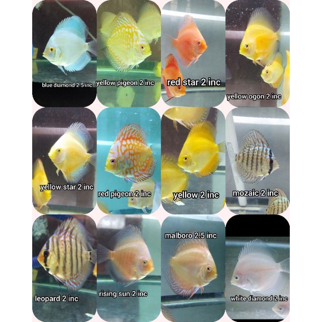 ikan discus paket mix