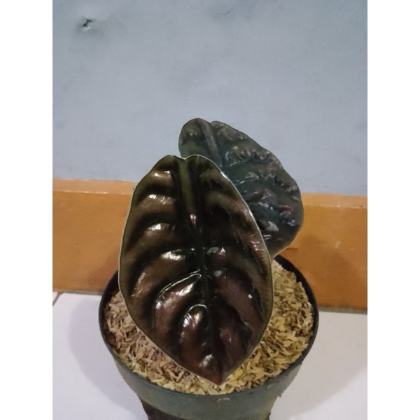 alocasia cuprea/keladi tengkorak