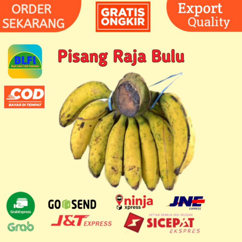 

PISANG RAJA BULU PER SATU SISIR