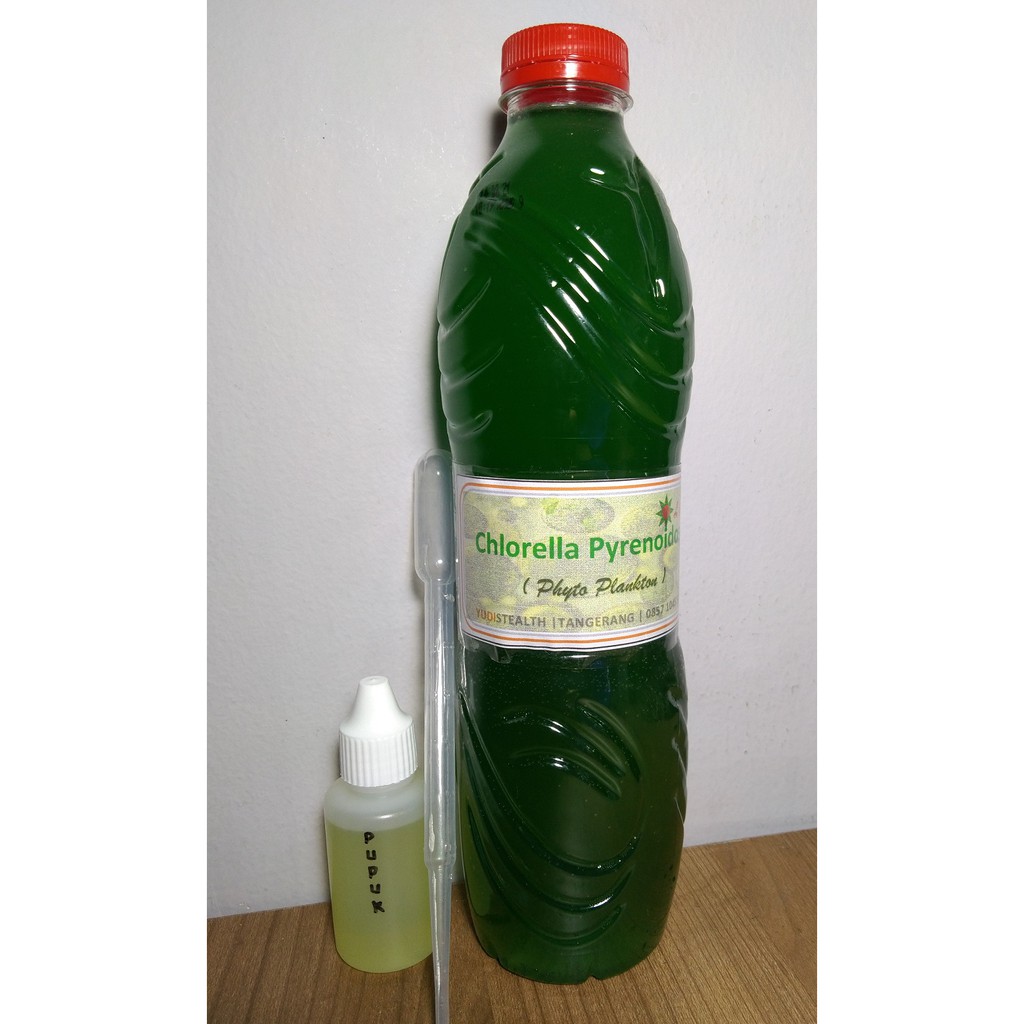 Chlorella Pyrenoidosa Tawar Bibit Kultur Alga Phytoplankton Lab