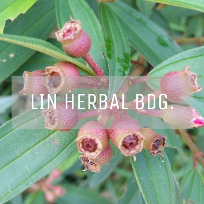 

jual buah senggani senduduk melastoma fresh