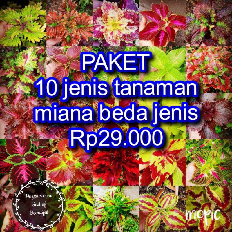 Tanaman Hias Murah 10 Jenis Miana Langka Bunga Miana Premium