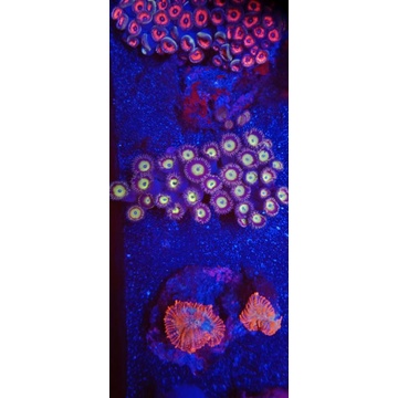 CoralZoaCandyApplePink