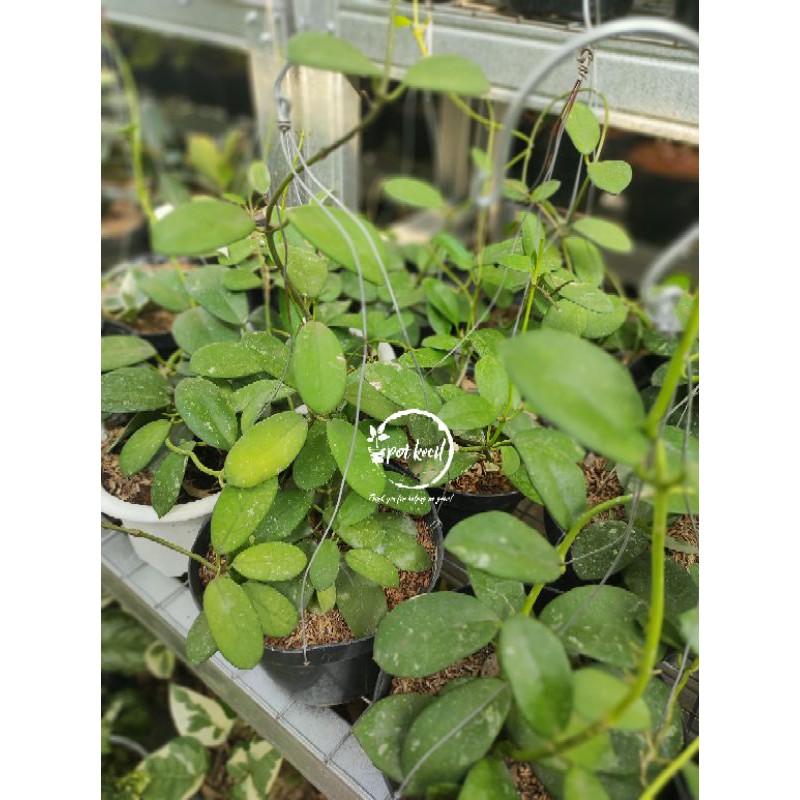 Hoya Diversifolia Splash / Hoya