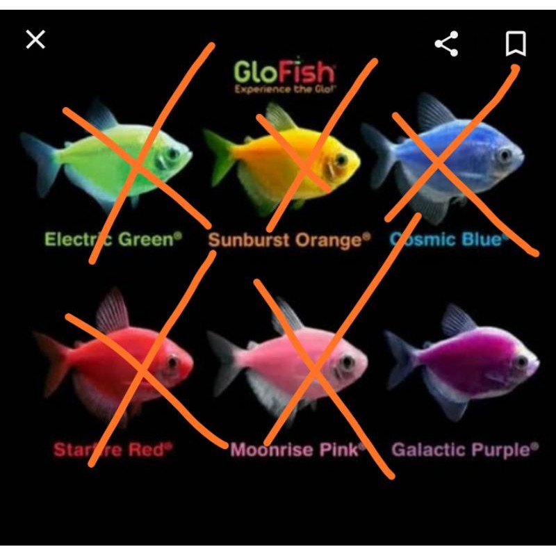 

ikan glofish ungu