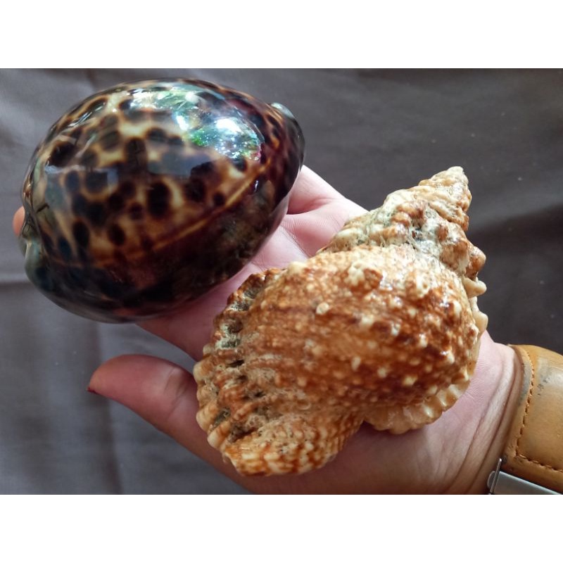 Cangkang Kerang Hias Cypraea Argus, Cypraea Tigris ukuran besar