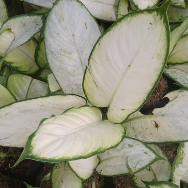 Tanaman hias blanceng susu-daun blanceng susu