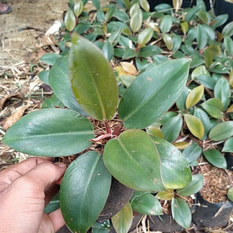 Philodenron Red congo / philo congo / Philo kongo Red