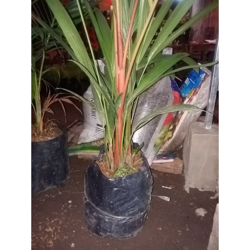 pinang merah