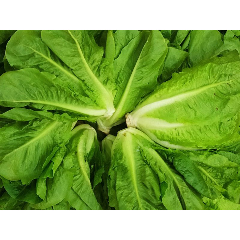 

Romain Lettuce (500gram)