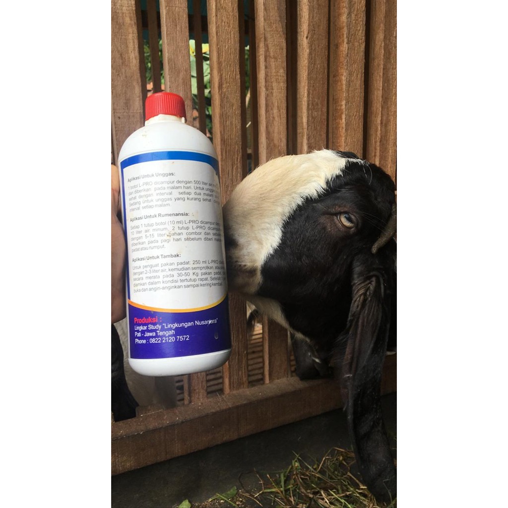 L PRO Protein Cair Untuk Ternak 2 Botol