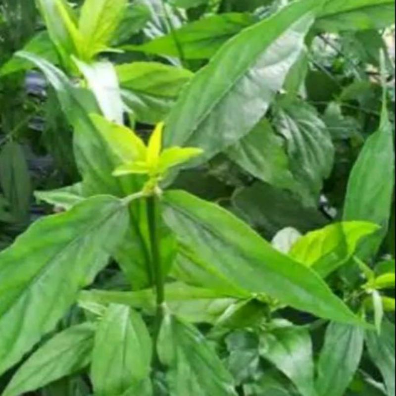 

Daun belalai gajah atau daun kalingsir segar fresh termurah (200gram)