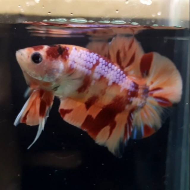 Ikan Cupang Baby Giant Nemo Leopard Shopee Indonesia