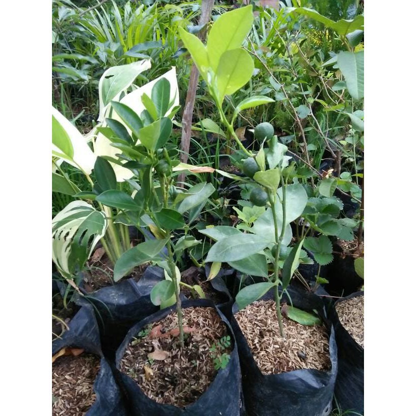 

Bibit Jeruk Sambal Berbunga