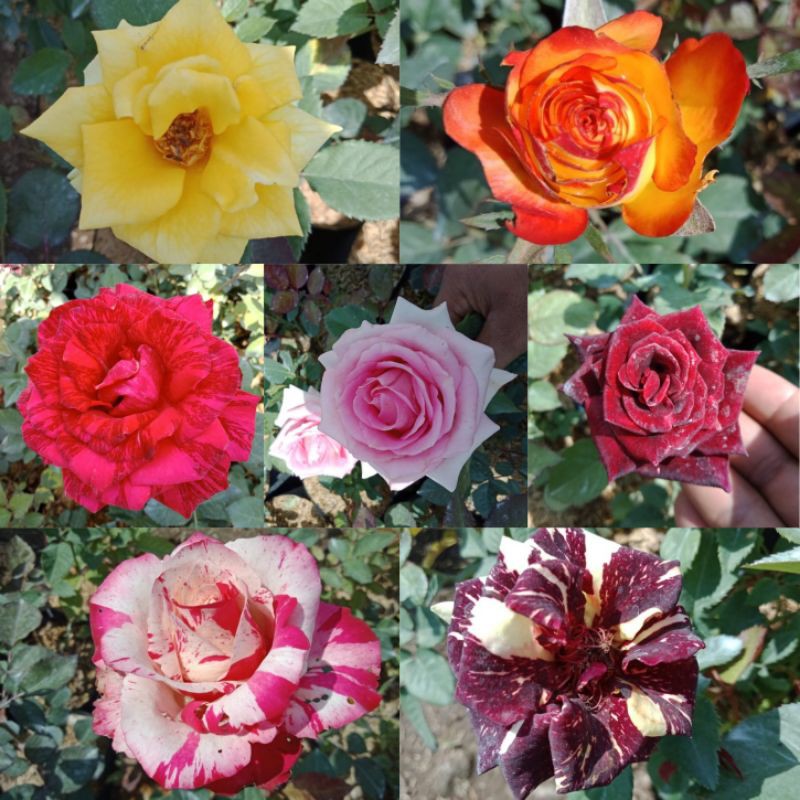 Bibit Bunga Mawar Holland