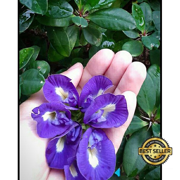 

BUNGA TELANG KERING 50G UNTUK TEH TELANG DRIED BUTTERFLY PEA FLOWER TEA