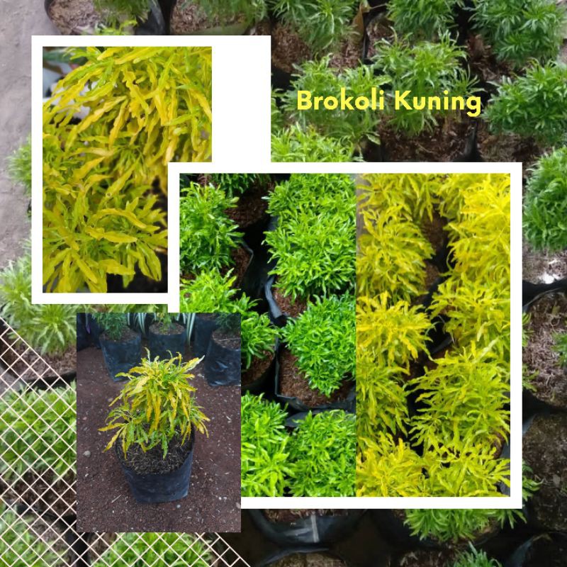 TANAMAN HIAS BUNGA BROKOLI KUNING / TANAMAN HIAS BROKOLI KUNING / POHON BROKOLI