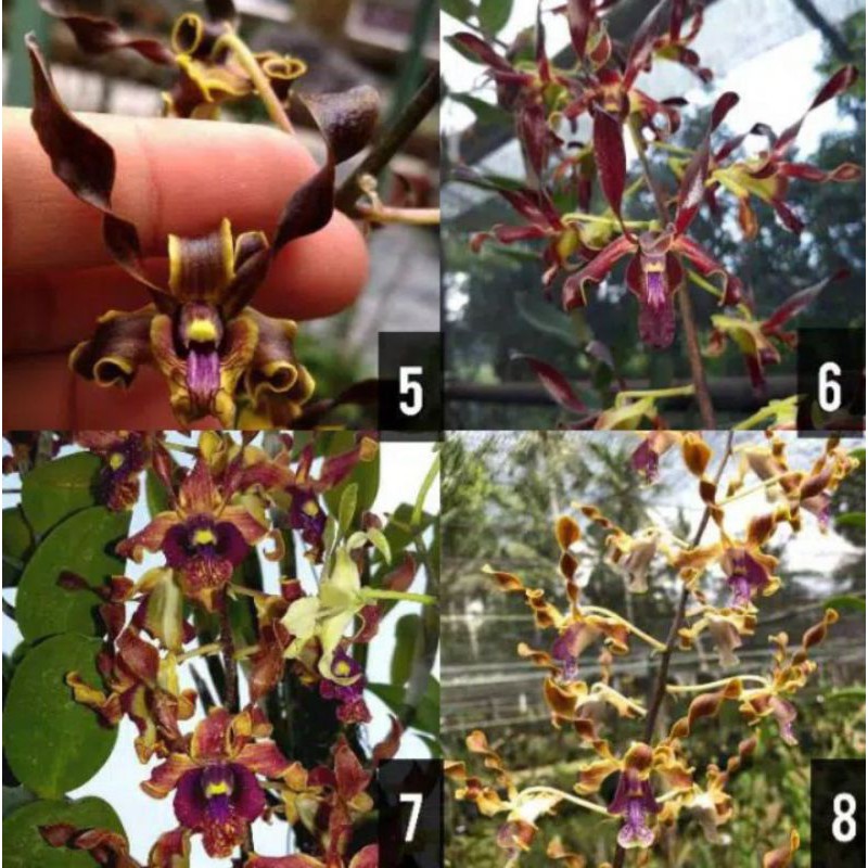 anggrek seedling dendro melintir