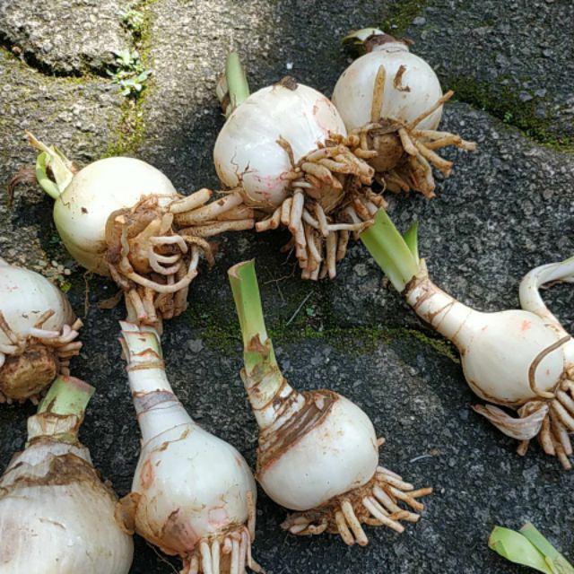 Umbi Amarilis. Umbi Bawang Brojol. Bawang Bawangan Warna Orange