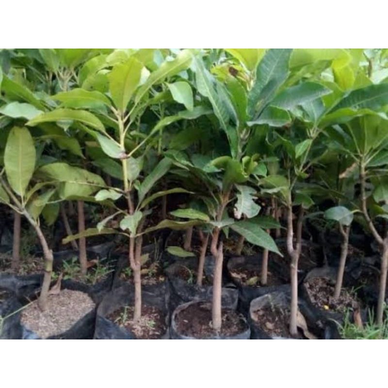 bibit mangga harum manis super