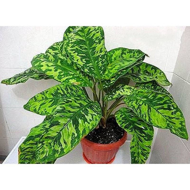 SPESIAL PROMO TANAMAN HIAS CANTIK LANGKA ADELONEMA WALISII UNIK CORAK ARMY