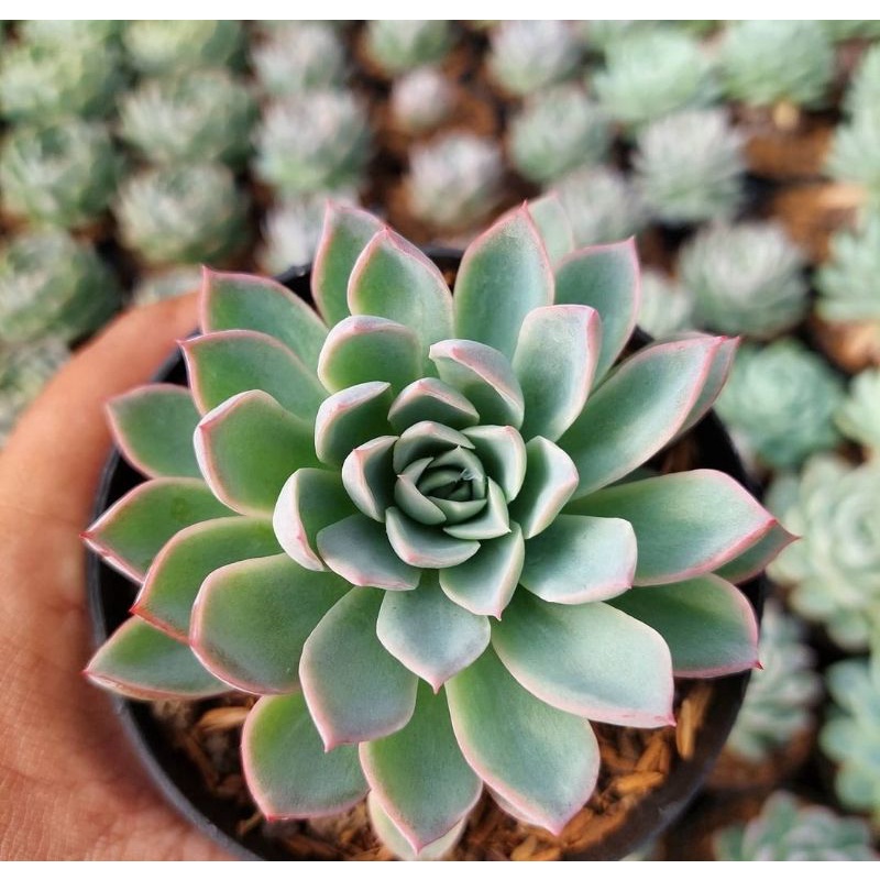 sukulen echeveria violet queen import korea