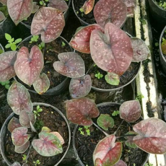 Promomurah 838 Bibit Caladium Dark Chocholate Keladi Hias Thailand Shopee Indonesia