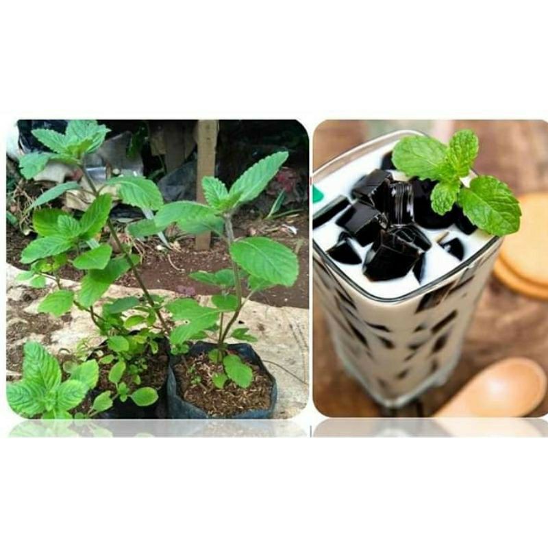 bibit cincau hitam