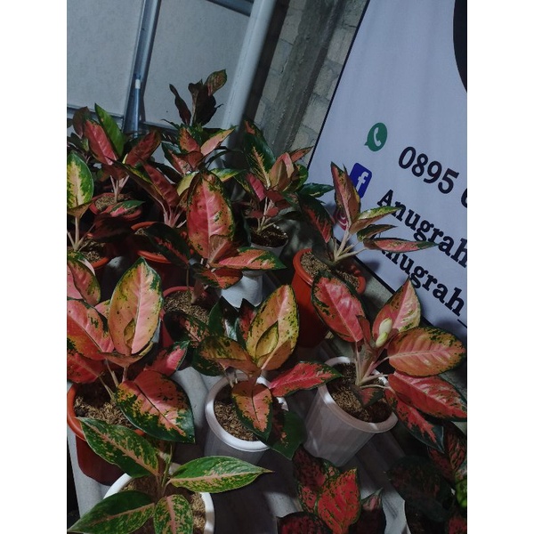 aglonema kochin hybrid menor super