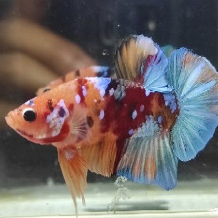 IKAN CUPANG PLAKAT KOI