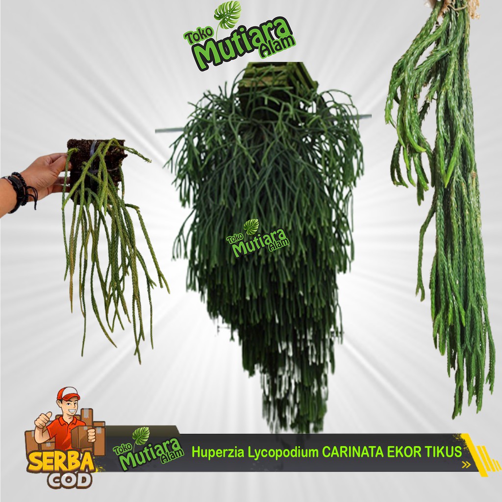 Huperzia Lycopodium CARINATA EKOR TIKUS MUTARA ALAM