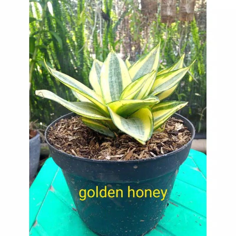 

sencivera golden hunny/golden hhoney