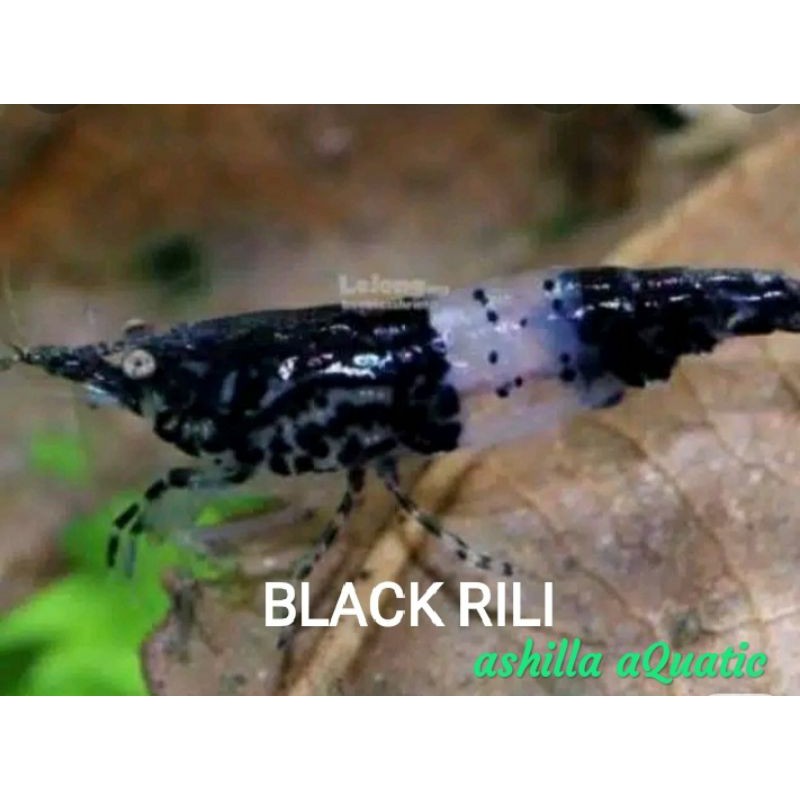 UDANG HIAS AQUASCAPE BLACK RILI