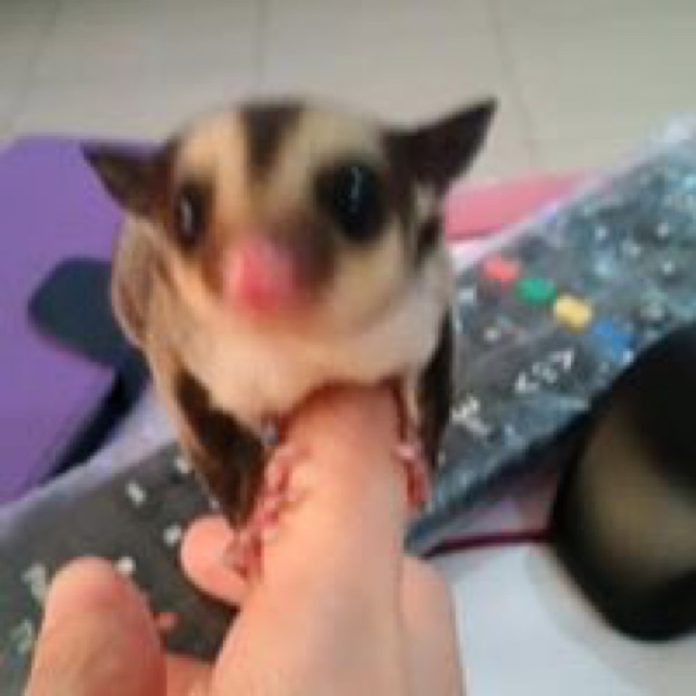 juliawatysadangatwijaya