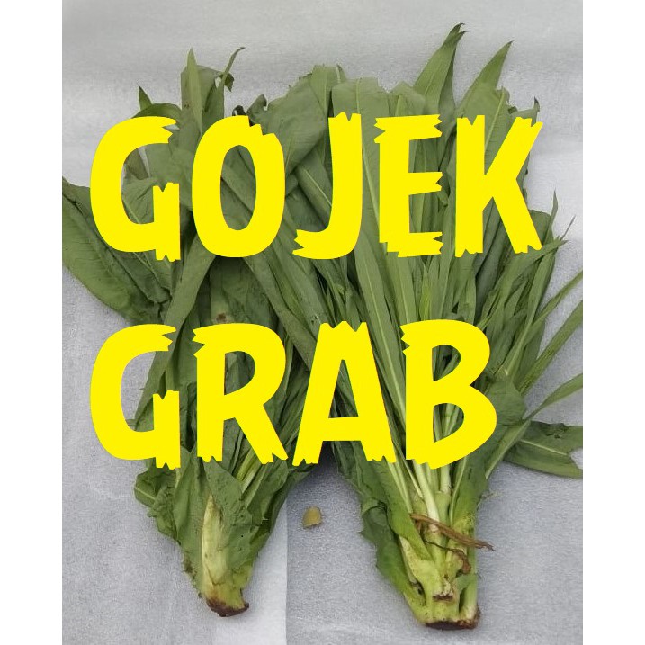 

Sayur Fumak - OJEK ONLINE - Pelet Kura Kura Darat - Kumek - Makanan Sulcata indian star radiata ch