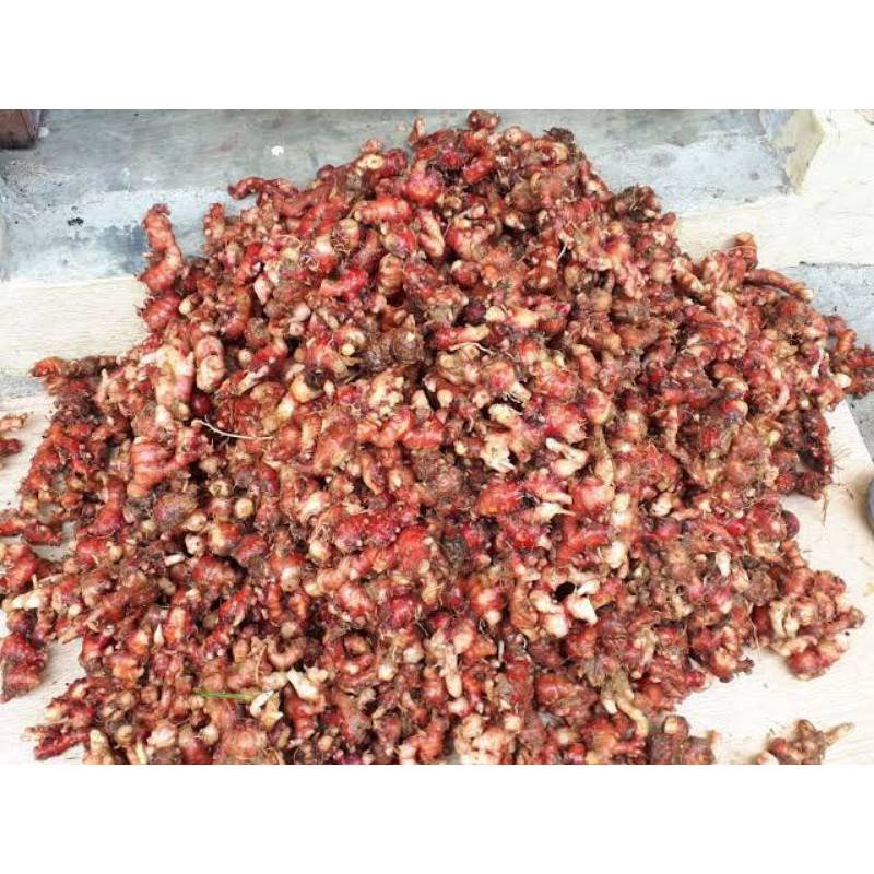 bibit jahe merah unggul 1 kg