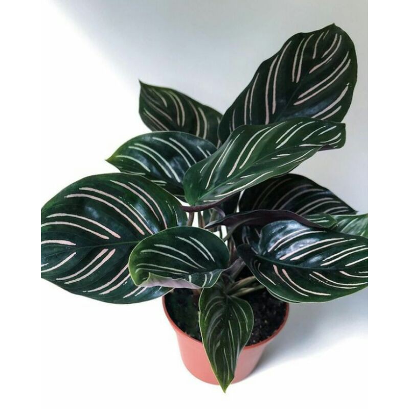 calathea ornata / calathea batik