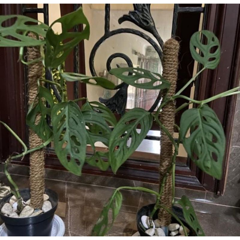 stik turus kayu tiang penyangga tanaman panjang 70-75 cm rambatan tanaman menjalar sabut kelapa OESA