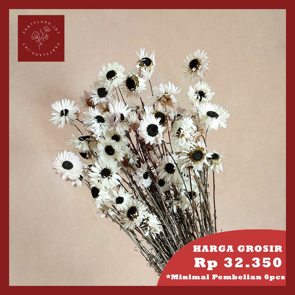 Dried Flower Paris Daisy Bunga Kering Import Asli Dekorasi Hias Buket