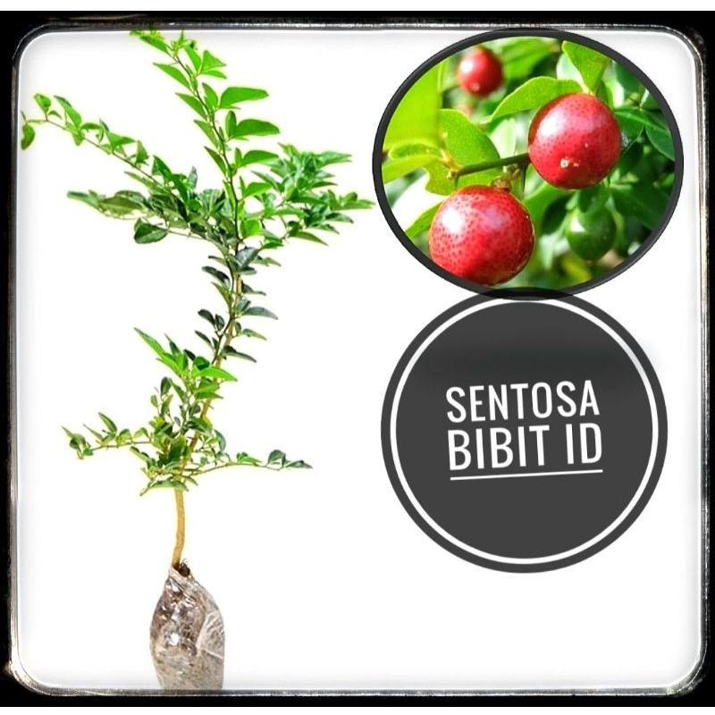 Bibit Bonsai Jeruk Kingkit