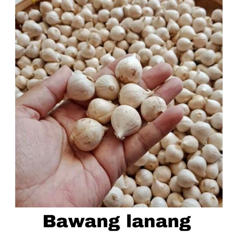 

BAWANG LANANG