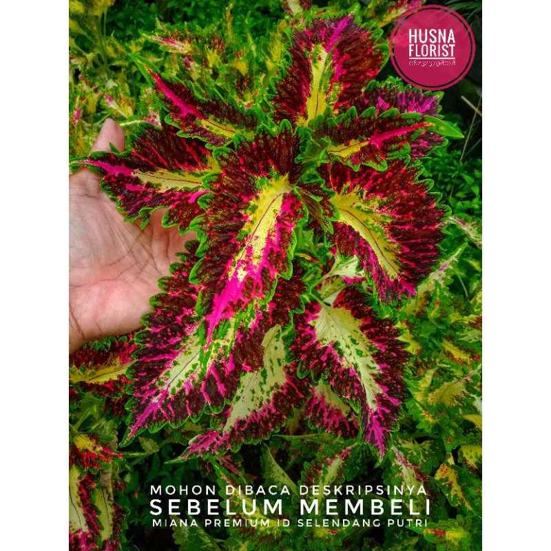 Miana Coleus Premium Id Selendang Putri
