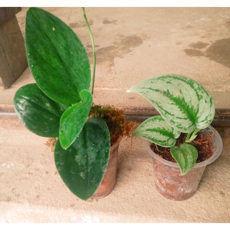 paketan lebih murah,scindapsus Turbi Dark,scindapsus Silver | sp borneo