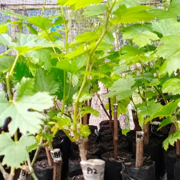 Bibit anggur import oscar hasil grafting