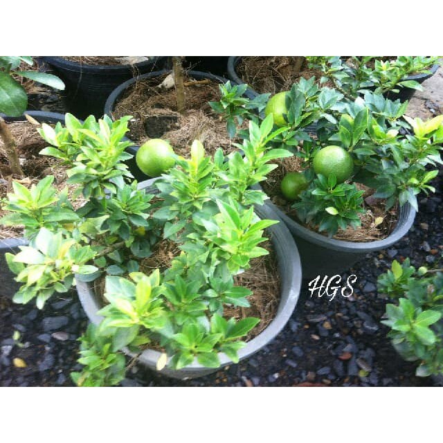 Tanaman Buah Jeruk Keprok Impor Kondisi Berbuah & Berbunga