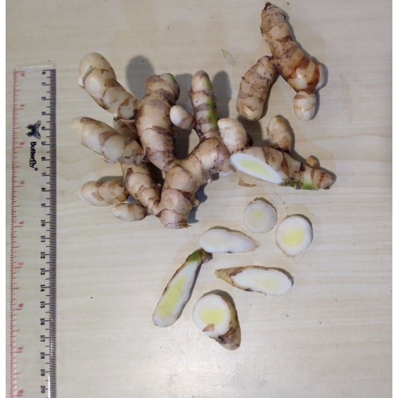 

temu putih / curcuma zedoaria