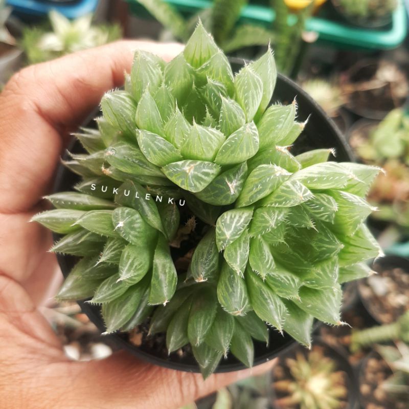 Haworthia Cooperi