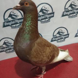 Burung merpati dara prospek kolongan tinggian giring Burung merpati dara prospek kolongan tinggian giring